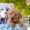 Image of Grace, a Golden Retriever puppy