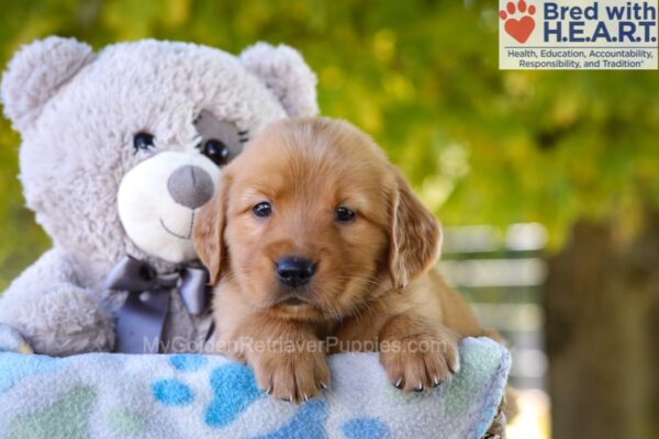 Image of Grace, a Golden Retriever puppy