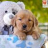 Image of Grace, a Golden Retriever puppy