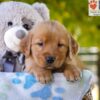 Image of Grace, a Golden Retriever puppy