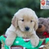 Image of Gracie, a Golden Retriever puppy
