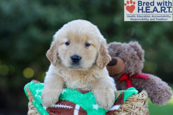 Image of Gracie, a Golden Retriever puppy
