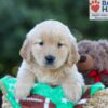 Image of Gracie, a Golden Retriever puppy