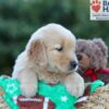 Image of Gracie, a Golden Retriever puppy