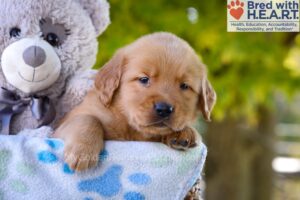 Image of Grant, a Golden Retriever puppy