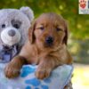 Image of Grayson, a Golden Retriever puppy