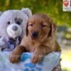 Image of Grayson, a Golden Retriever puppy