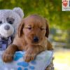 Image of Grayson, a Golden Retriever puppy