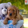 Image of Grayson, a Golden Retriever puppy