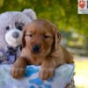 Image of Grayson, a Golden Retriever puppy
