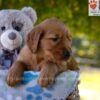 Image of Grayson, a Golden Retriever puppy