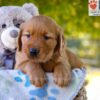 Image of Grayson, a Golden Retriever puppy