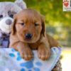 Image of Grayson, a Golden Retriever puppy