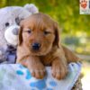 Image of Grayson, a Golden Retriever puppy