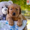 Image of Grayson, a Golden Retriever puppy