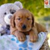 Image of Grayson, a Golden Retriever puppy