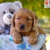 Image of Grayson, a Golden Retriever puppy