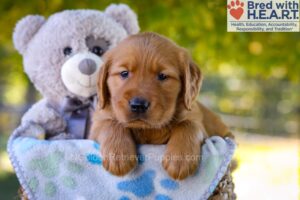 Image of Grayson, a Golden Retriever puppy