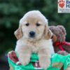 Image of Hallee, a Golden Retriever puppy