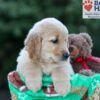 Image of Hallee, a Golden Retriever puppy