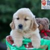 Image of Hallee, a Golden Retriever puppy