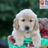 Image of Hallee, a Golden Retriever puppy