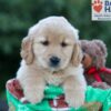 Image of Hallee, a Golden Retriever puppy