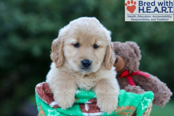 Image of Hallee, a Golden Retriever puppy