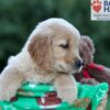 Image of Hallee, a Golden Retriever puppy