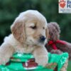 Image of Hallee, a Golden Retriever puppy
