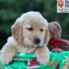Image of Hallee, a Golden Retriever puppy
