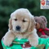 Image of Hallee, a Golden Retriever puppy