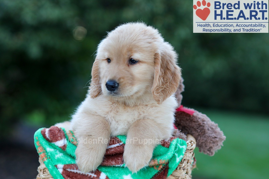 Hayes Image of Hayes, a Golden Retriever puppy