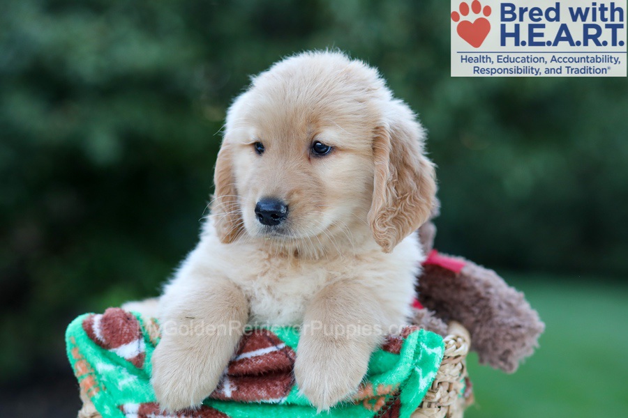 Hayes Image of Hayes, a Golden Retriever puppy