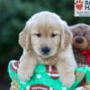 Image of Hunter, a Golden Retriever puppy