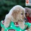 Image of Hunter, a Golden Retriever puppy