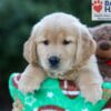 Image of Hunter, a Golden Retriever puppy