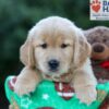 Image of Hunter, a Golden Retriever puppy