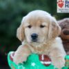 Image of Hunter, a Golden Retriever puppy