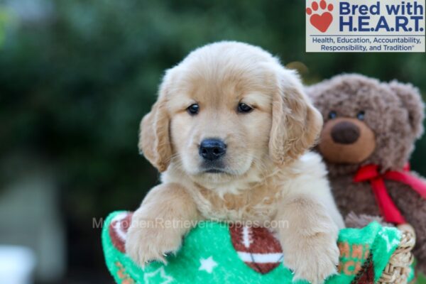 Image of Hunter, a Golden Retriever puppy
