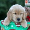 Image of Hunter, a Golden Retriever puppy