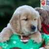 Image of Hunter, a Golden Retriever puppy