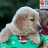 Image of Hunter, a Golden Retriever puppy