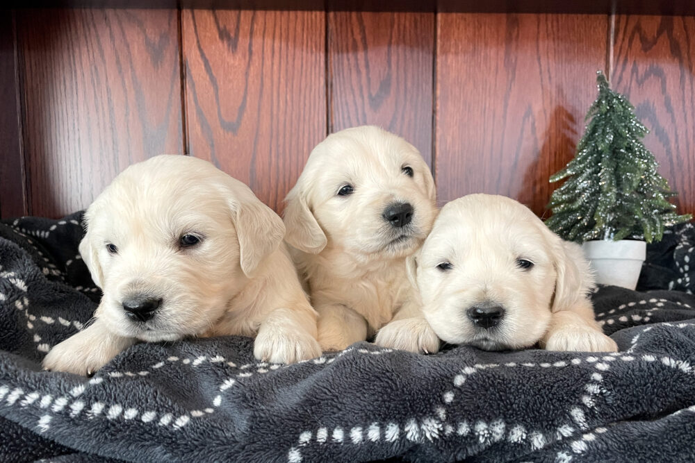 Callie's Christmas ๐ Dec. 2 Image of Callie's Christmas ๐ Dec. 2, a Golden Retriever puppy