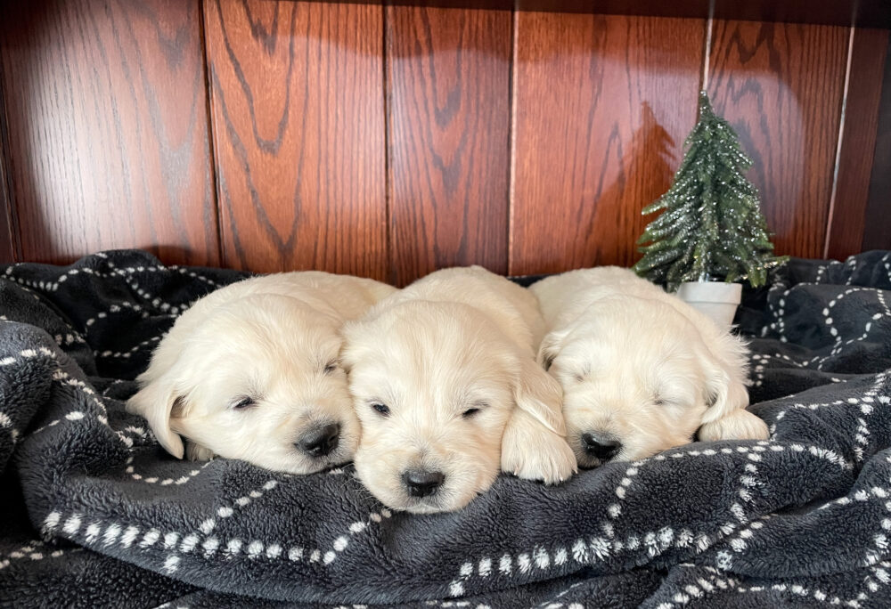 Callie's Christmas ๐ Dec. 2 Image of Callie's Christmas ๐ Dec. 2, a Golden Retriever puppy