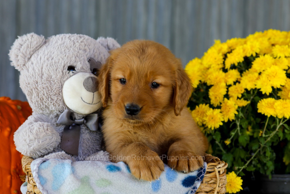 Ian Image of Ian, a Golden Retriever puppy