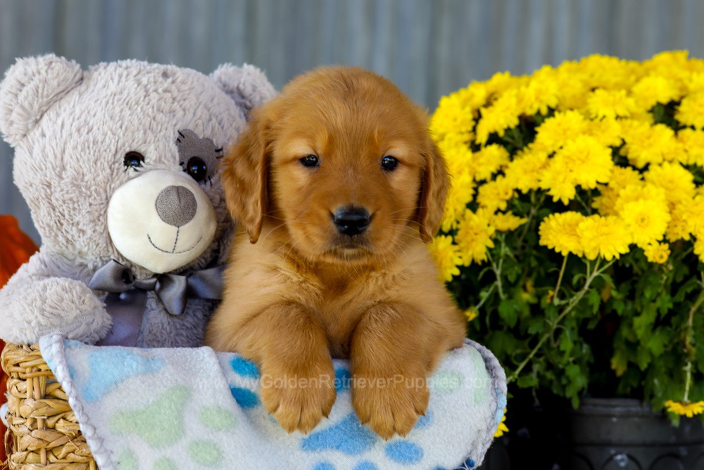 Ian Image of Ian, a Golden Retriever puppy