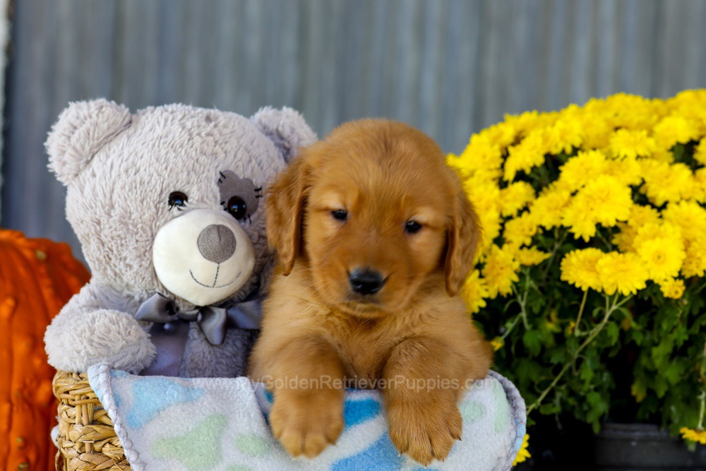 Ian Image of Ian, a Golden Retriever puppy