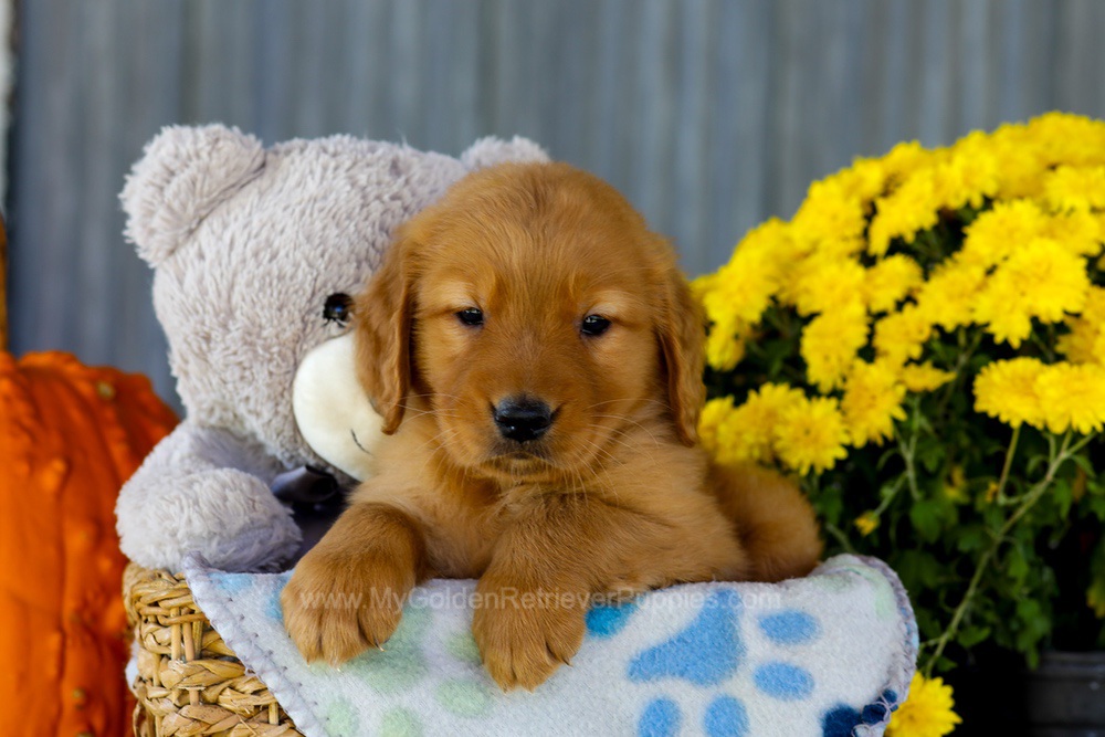 Ian Image of Ian, a Golden Retriever puppy