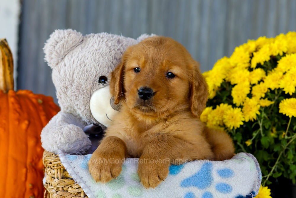 Ian Image of Ian, a Golden Retriever puppy